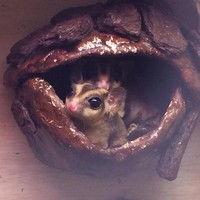 孝充 大政