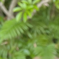 緑 夏葉